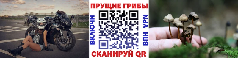 Галлюциногенные грибы MAGIC MUSHROOMS KRAKEN ссылка Алушта наркота